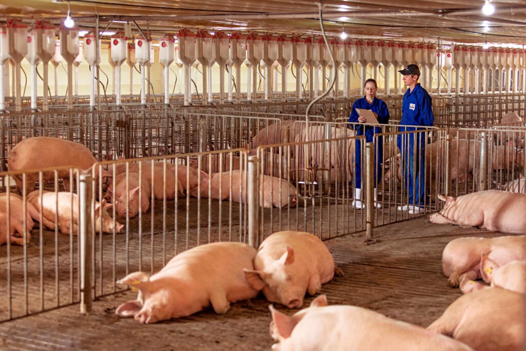 Aurora Coop avança nas práticas de gestação coletiva de matrizes suínas