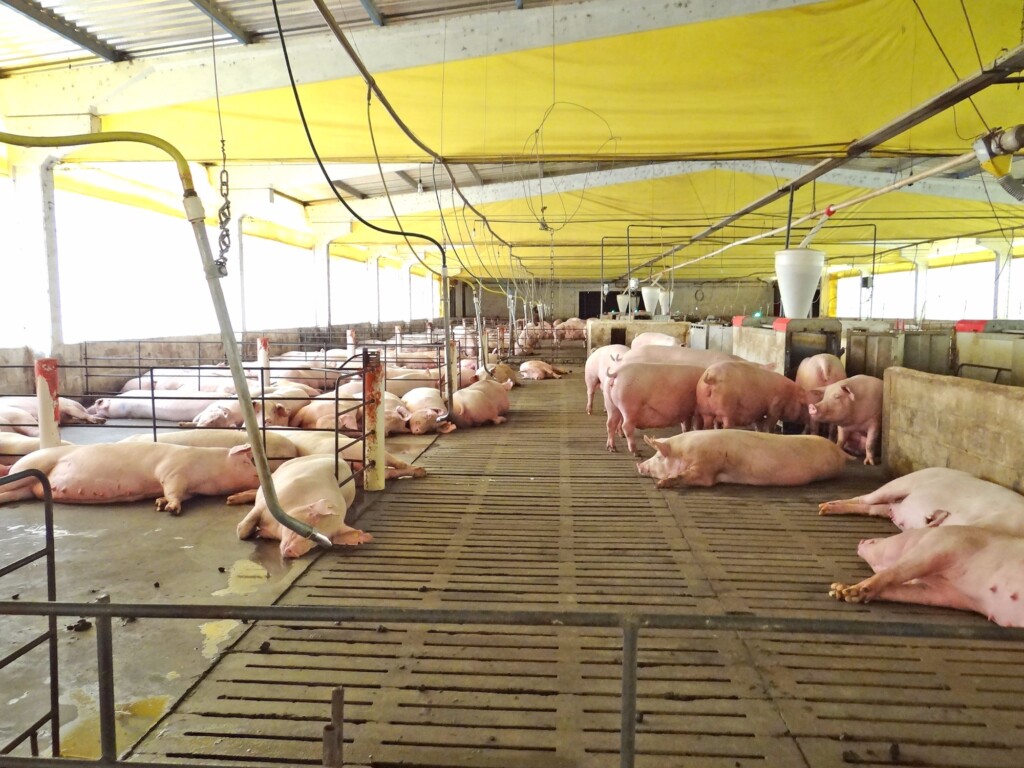 Mapa, Embrapa e empresas de equipamentos debatem gestação coletiva de matrizes suínas