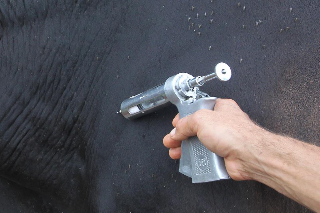 MS conquista status de livre de febre aftosa sem vacinação