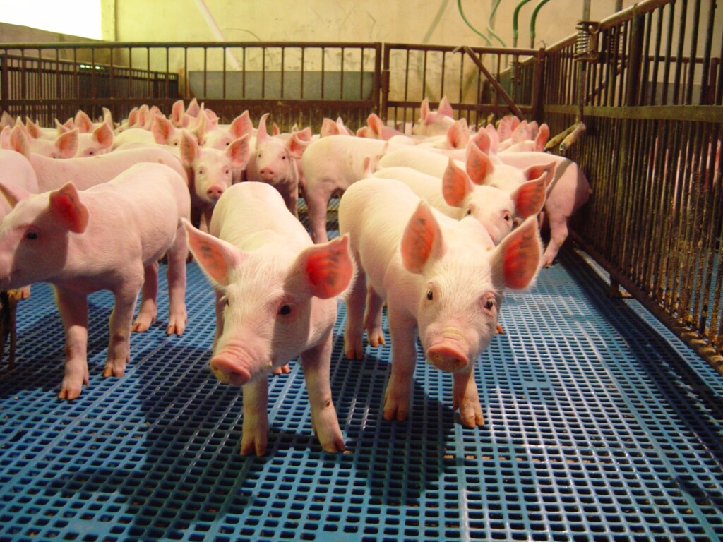 Exportações de carne suína dos EUA em maio são as mais altas em dois anos