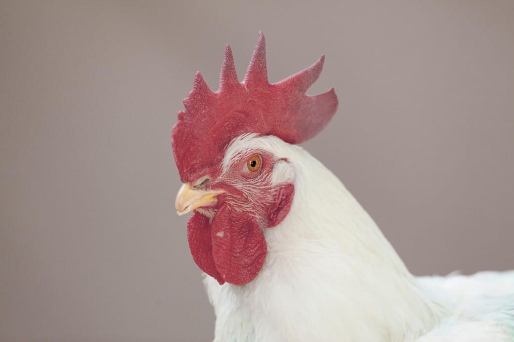 Cobb-Vantress anuncia resultados ainda melhores com CobbMale