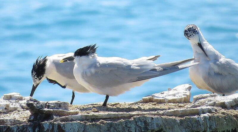 Relatório da CMS-FAO destaca epidemia de influenza aviária na América do Sul