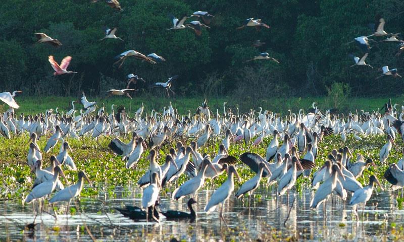 MT intensifica vigilância em aves silvestres do Pantanal contra gripe aviária