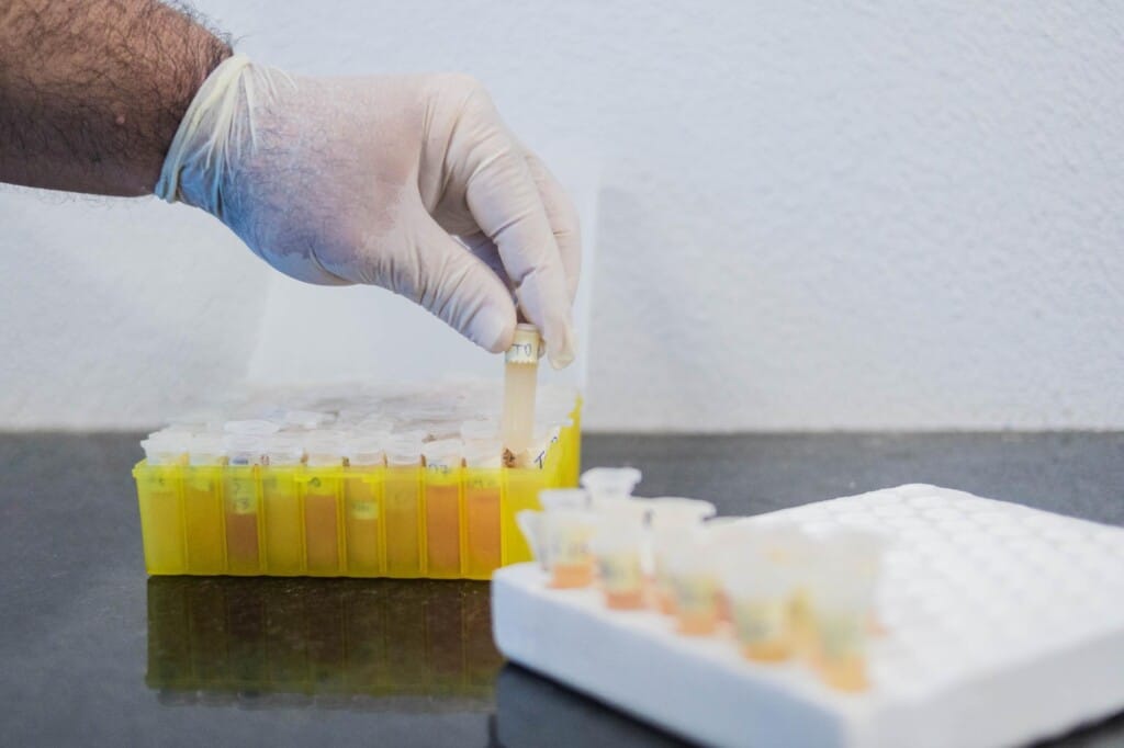 Adapec conclui 60% do estudo de vigilância sorológica e clínica em suínos no TO