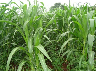 “Adubos verdes” são opção para proteger o milho orgânico contra ervas daninhas