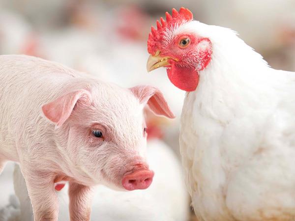 Mapa estratégico marca nova fase no combate à resistência antimicrobiana