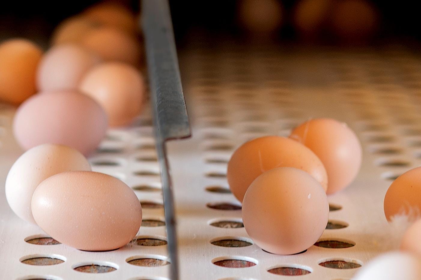 Produção de ovos bate recorde de 1,05 bilhão de dúzias, aponta IBGE Produção de ovos bate recorde de 1,05 bilhão de dúzias, aponta IBGE