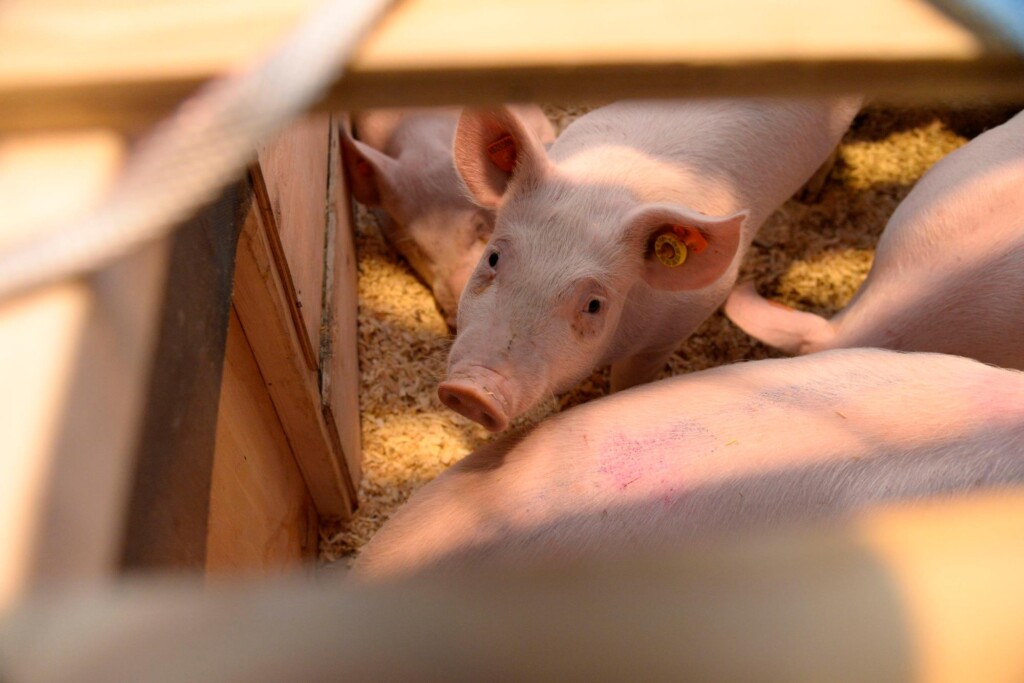 Topigs Norsvin realiza a maior importação de matrizes suínas para uma granja comercial no Brasil