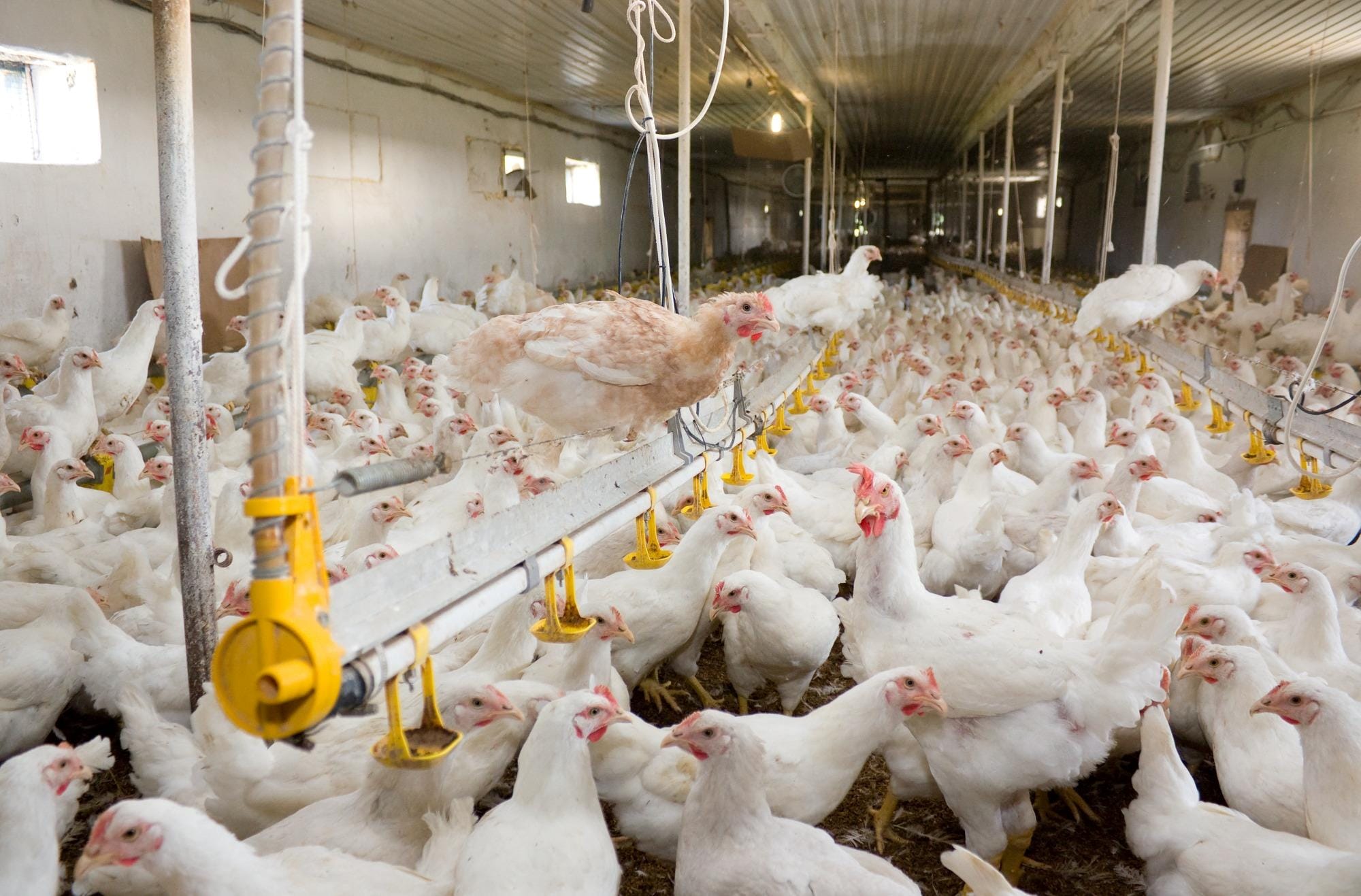 Bem-estar animal na cadeia de produção de frangos: compromisso com a sustentabilidade