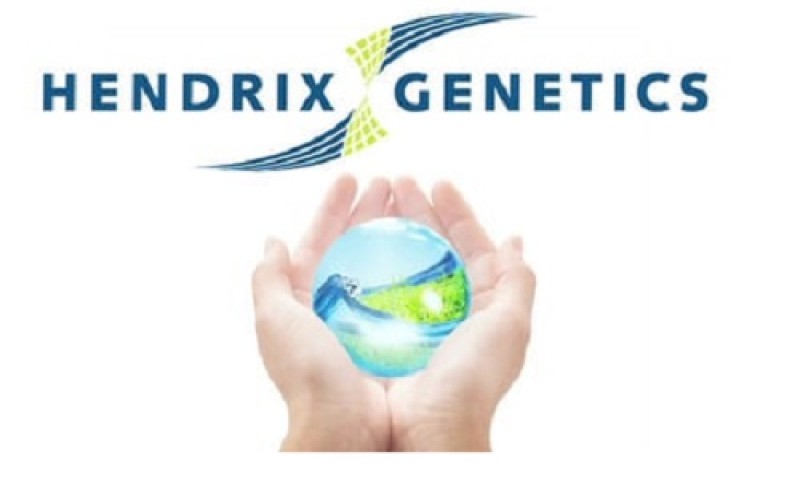 Hendrix Genetics adquire a distribuição da Hisex da Interaves/Globoaves