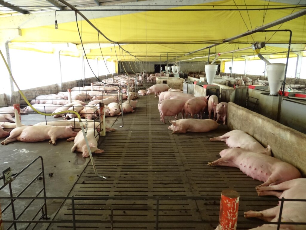 Sistema de alojamento de matrizes na gestação