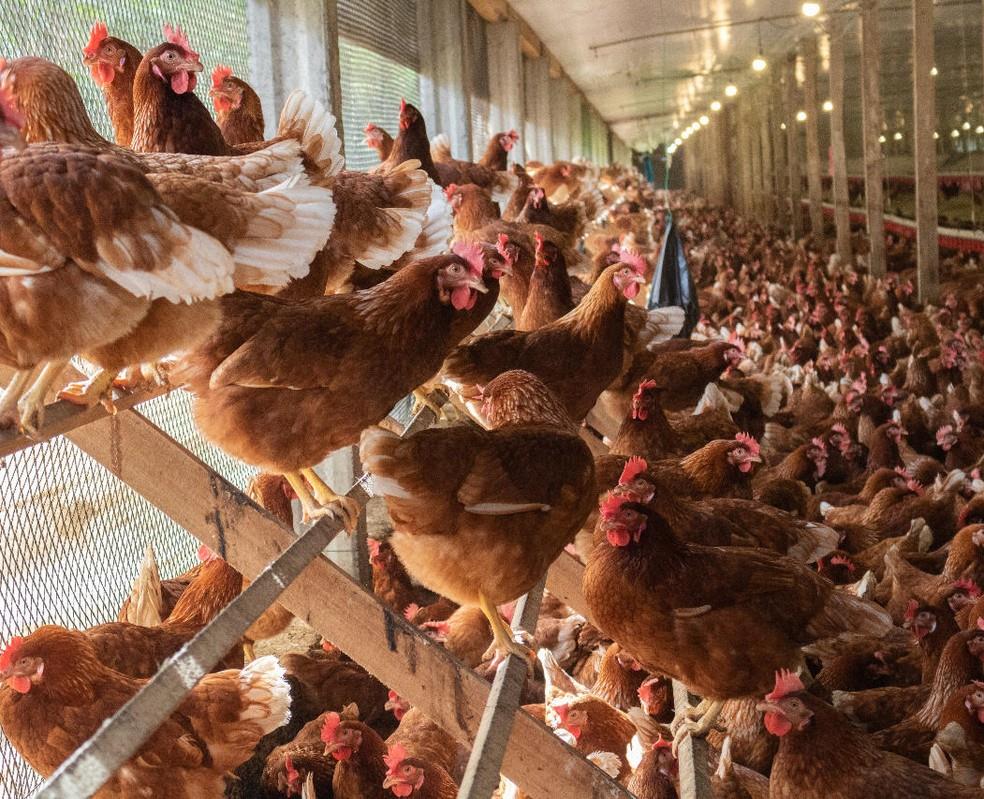 Granja Faria abre nova rede de fast food, tendo ovo como item central