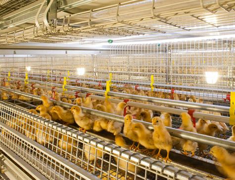 Avicultores comemoram os reservatórios cheios no Agreste