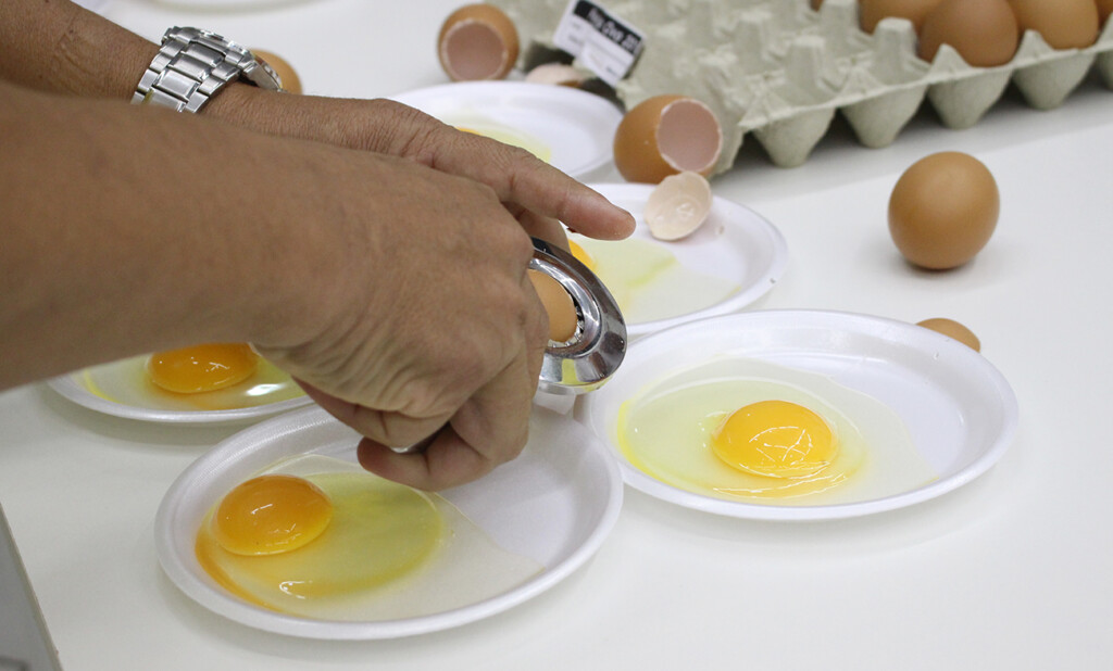 Definida a Comissão do Concurso de Qualidade de Ovos de Bastos 2017