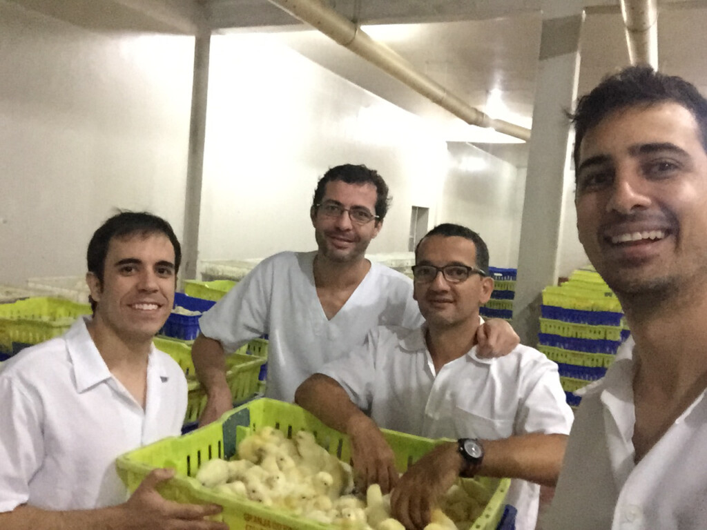 Melhores resultados no controle da coccidiose em frangos com uso rotacionado de vacina