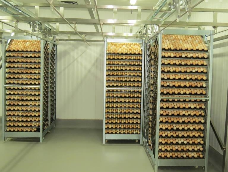 Aviagen inaugura novo e moderno Incubatório de Avós no Brasil