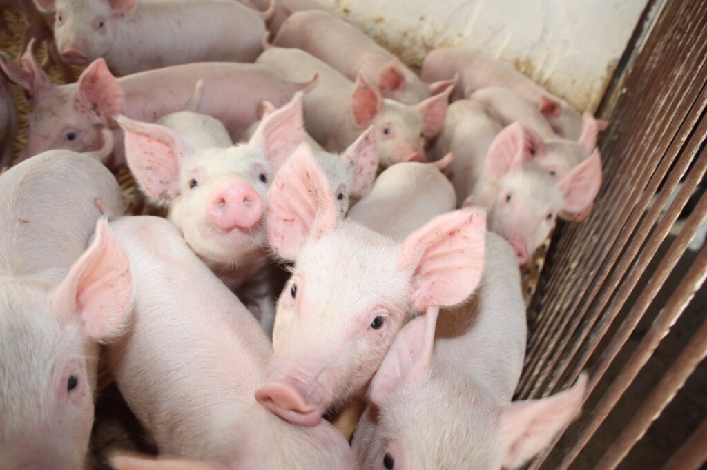 Cananéia terá nova unidade de suínos na Estação Quarentenária