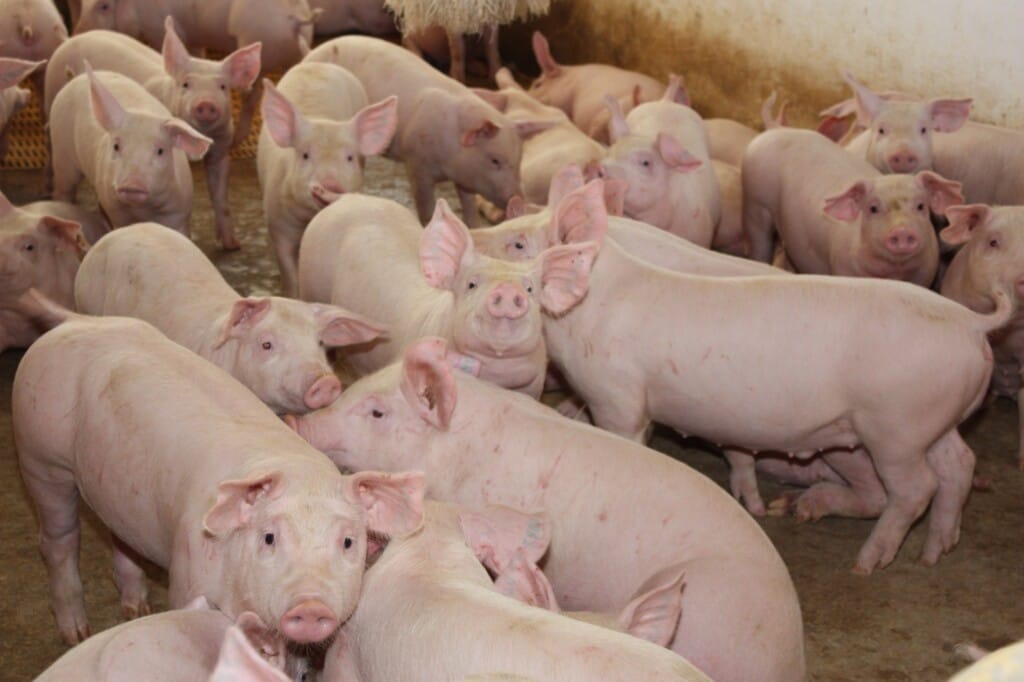 Brasil é o primeiro país a aderir ao banco de vacinas contra febra aftosa na América Latina