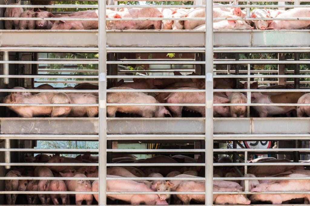 Normativa de bem-estar no pré-abate e abate humanitário de suínos entra em vigor em agosto