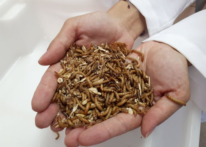 Com programação definida, webinar sobre uso de proteína de inseto na alimentação animal ocorre no dia 27 de outubro