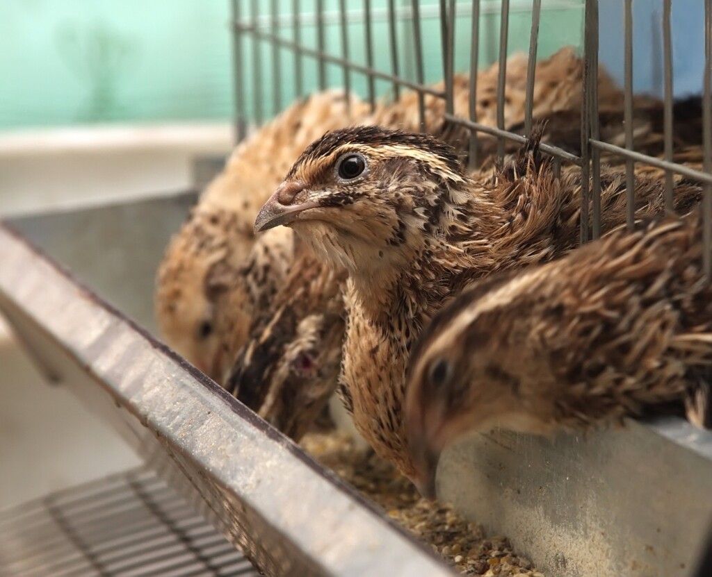 Codorna de corte alavanca lucro de agricultores do DF