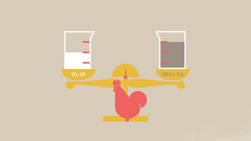 Novo estudo com frangos de corte encerra debate de 30 anos em torno da biodisponibilidade de distintas fontes de metionina