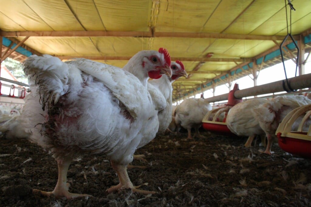 A transição do convencional para livre de antibióticos exige planejamento