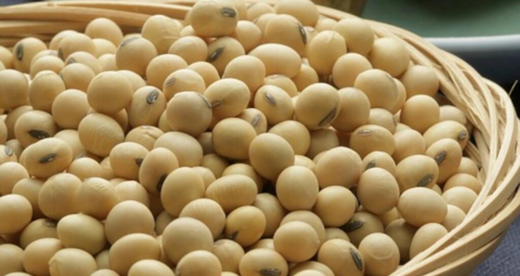 Plantio de soja no PR atinge 99% da área prevista, diz Deral