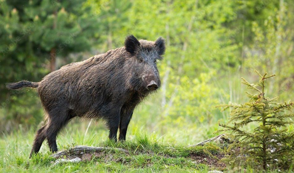 I Circuito Estadual de Capacitação Sanitária para os Controladores de Javali do Estado de São Paulo