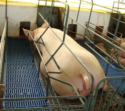 Práticas essenciais com matrizes antes do parto – por Paulo Silveira