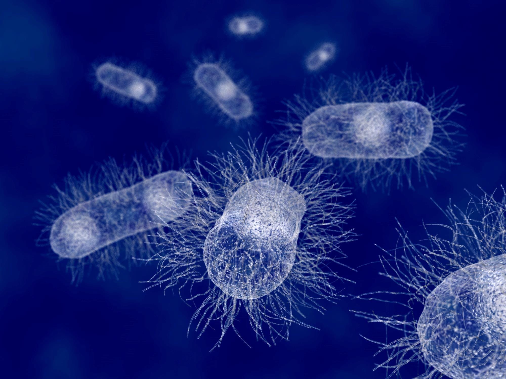 Relação intestino-cérebro: como o microbioma intestinal pode influenciar na fisiologia dos suínos Relação intestino-cérebro: como o microbioma intestinal pode influenciar na fisiologia dos suínos