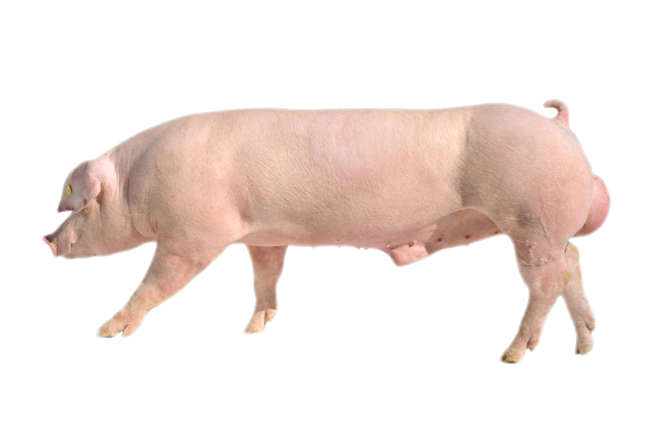 Agroceres PIC fará povoamento da nova UDG da Cooperativa Central Aurora