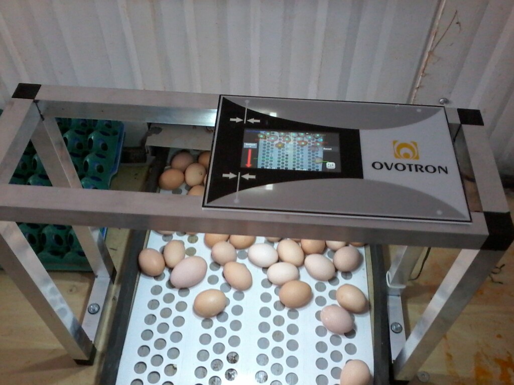 Sistema Contador de Ovos por Câmera é novidade no mercado brasileiro