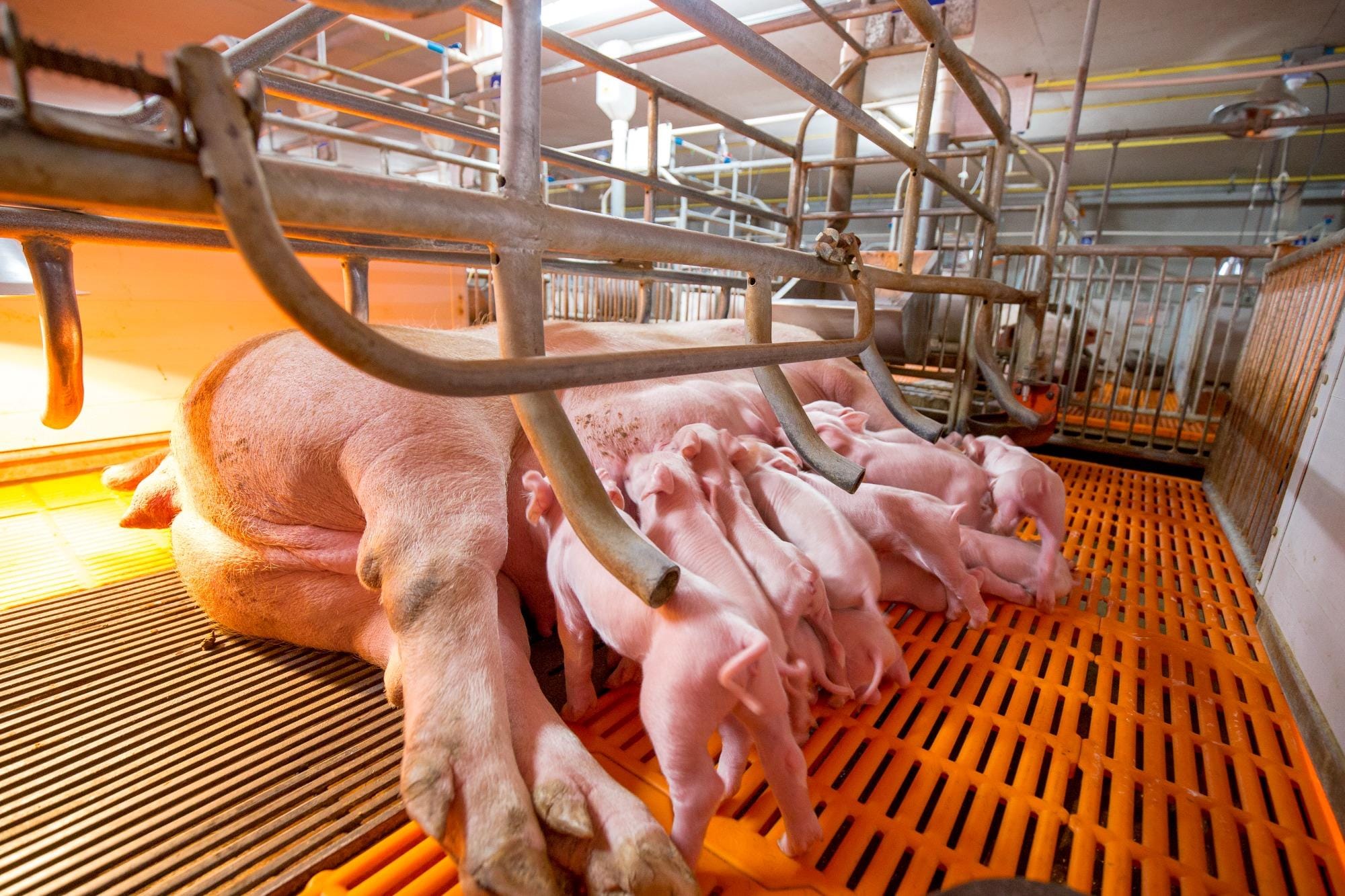 Como otimizar a eficiência alimentar dos suínos na reprodução