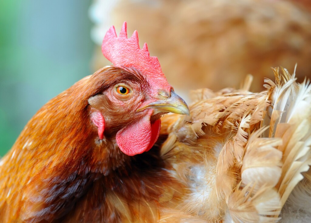 Frango: campeão nacional da proteína animal