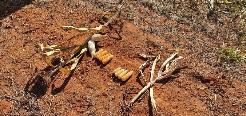 Projeto conduzido pela Embrapa aumenta rentabilidade e reduz riscos na produção de milho