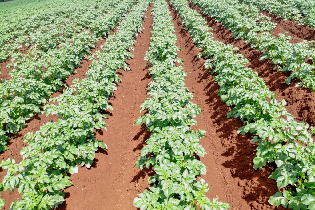 Com Paraná Produtivo, Estado e sociedade discutem juntos avanços nos municípios