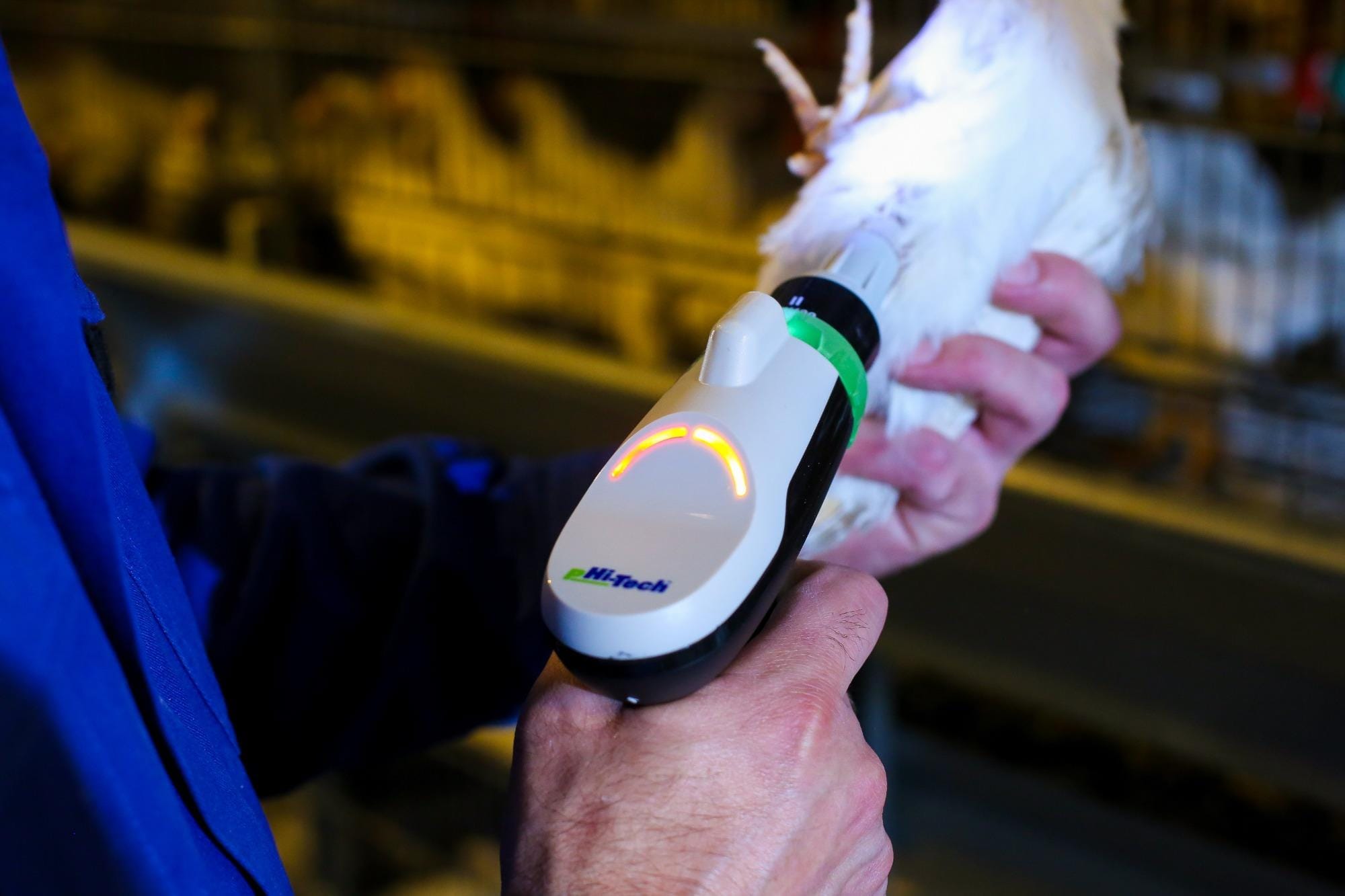 Revolução digital moderniza o processo de vacinação de aves Revolução digital moderniza o processo de vacinação de aves