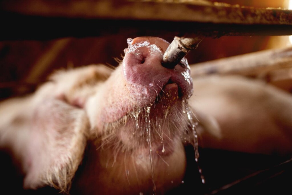 Dimensionamento de sistemas de água de bebida em granjas