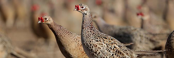 USDA confirma gripe aviária altamente patogênica no Texas