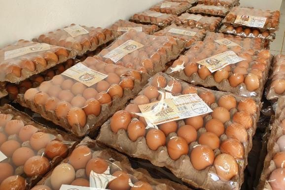 Roraima ultrapassa 122 milhões de ovos produzidos e registra recorde em 2022