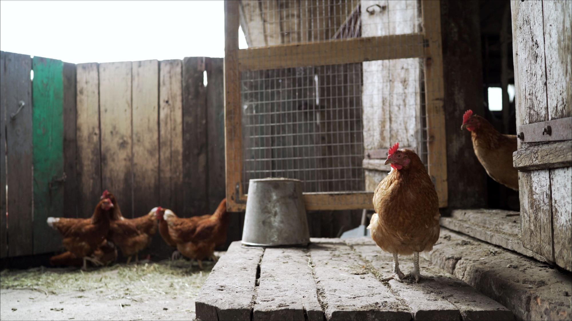 Uso incontrolado de antimicrobianos e a crença de uma vida saudável pelo consumo de produtos de aves caipiras
