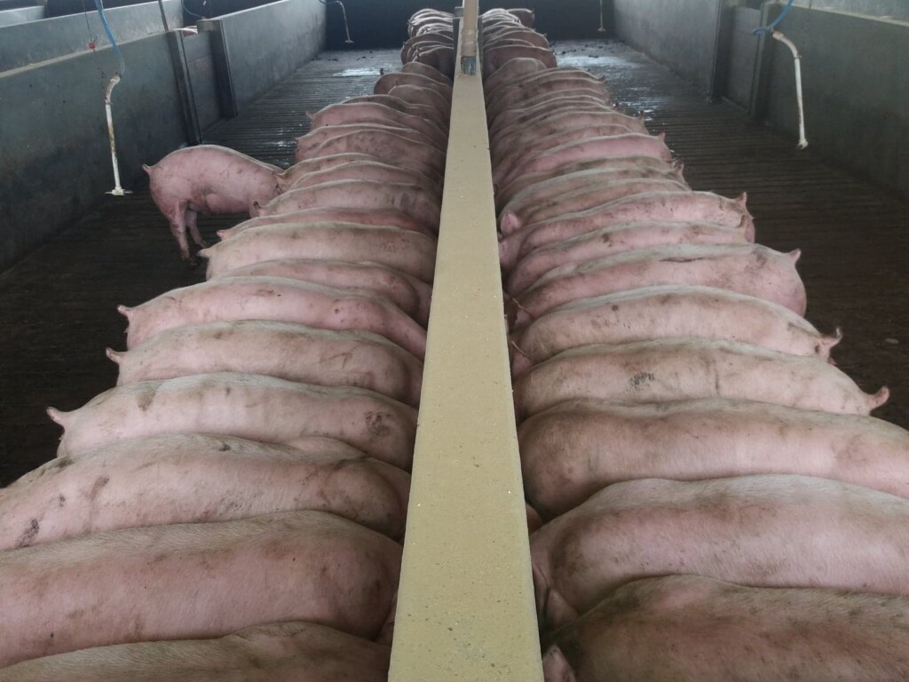 Na China, complexo de prédios com 26 andares pode abater 1,2 milhão de suínos por ano