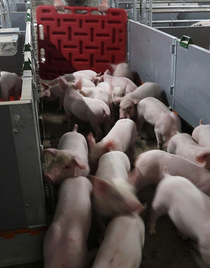 Hotelaria suína na China