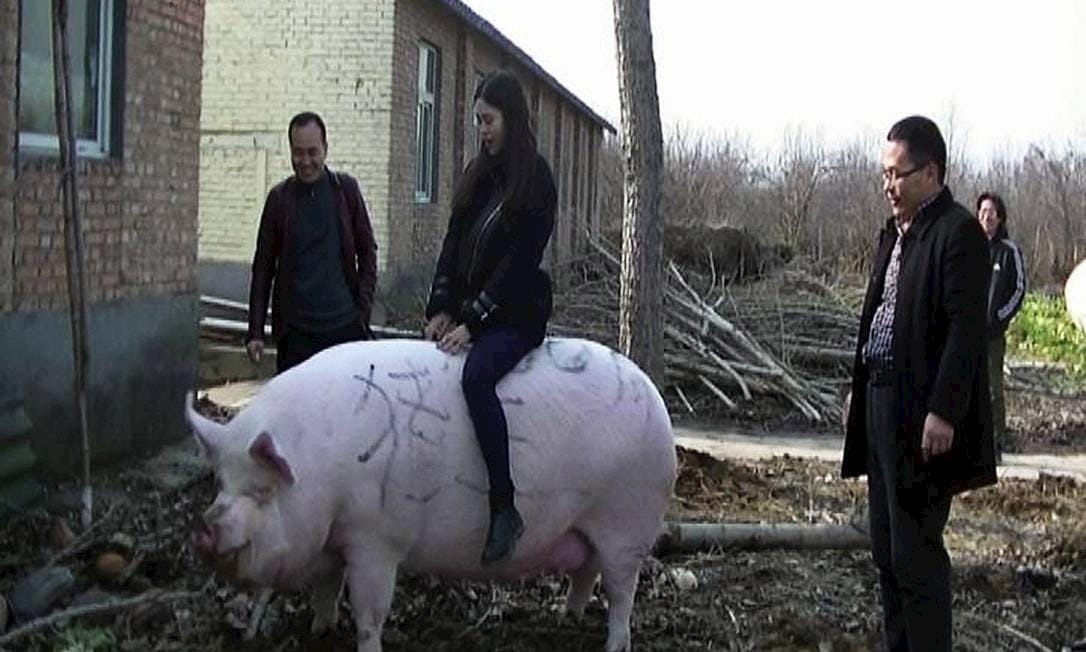 China cria porcos gigantes para suprir perdas com peste suína
