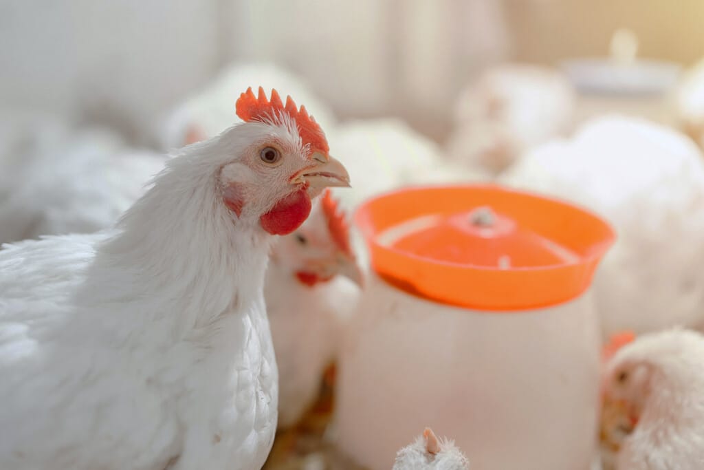 BRF intensifica cuidados com o bem-estar animal durante o inverno