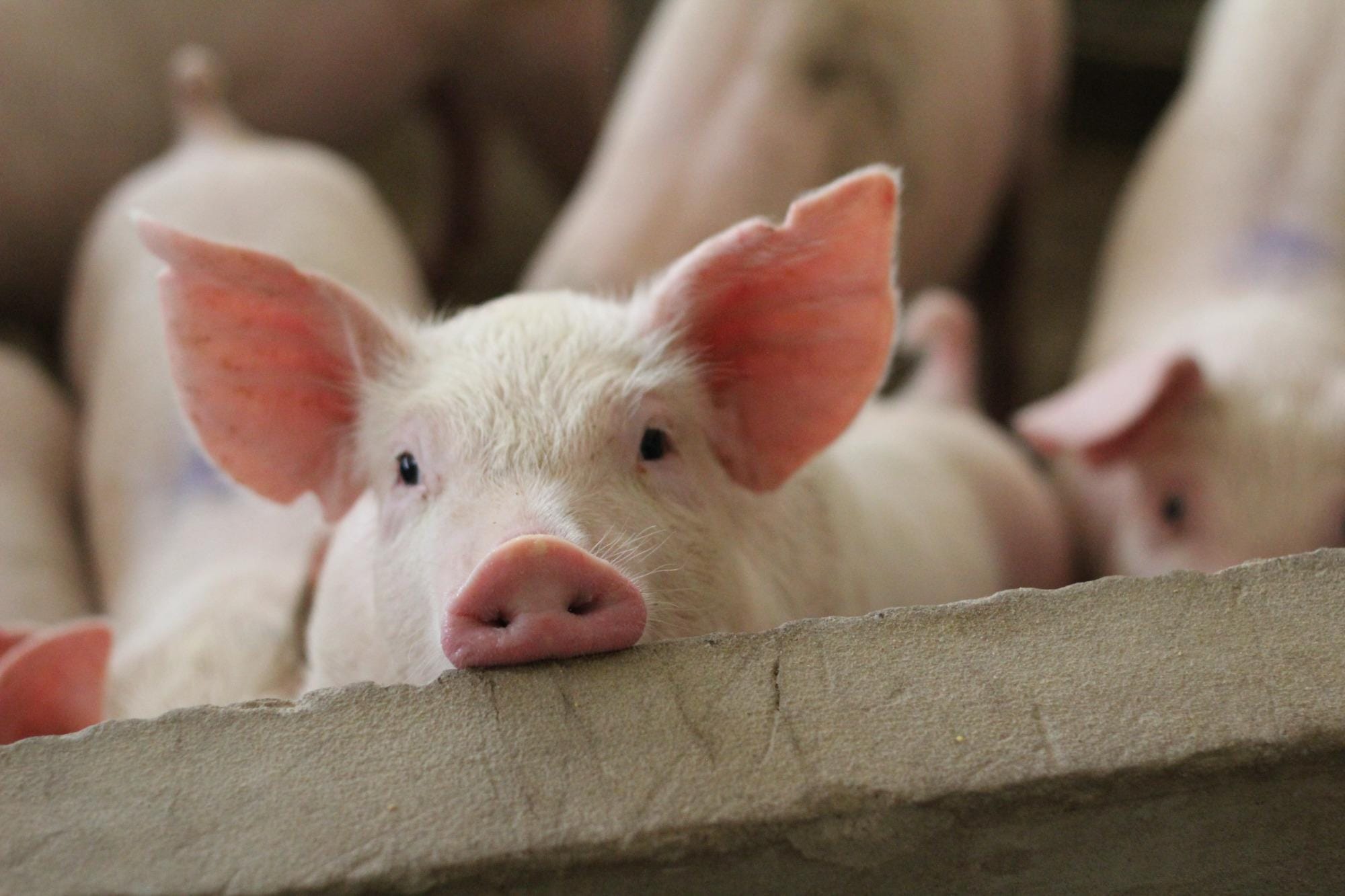 Dia do suinocultor: Castrolanda investe em tecnologia e bem-estar animal