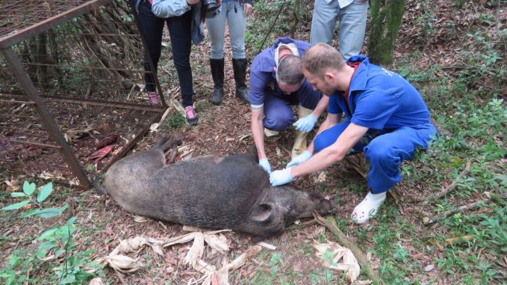 Na Serra Catarinense, entidades e produtores se unem no controle populacional dos javalis
