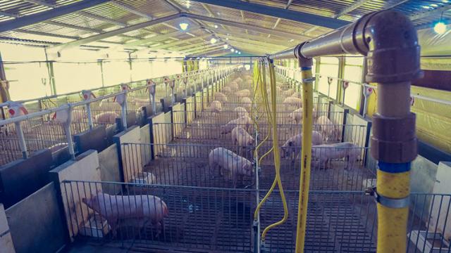 Nova Central de Coleta e Difusão Genética será inaugurada em Concórdia