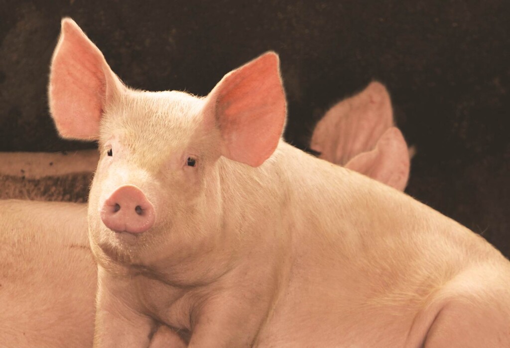 Recentes avanços relacionados à taxa de lotação e espaço de comedouro para suínos – Por Lucas Rodrigues
